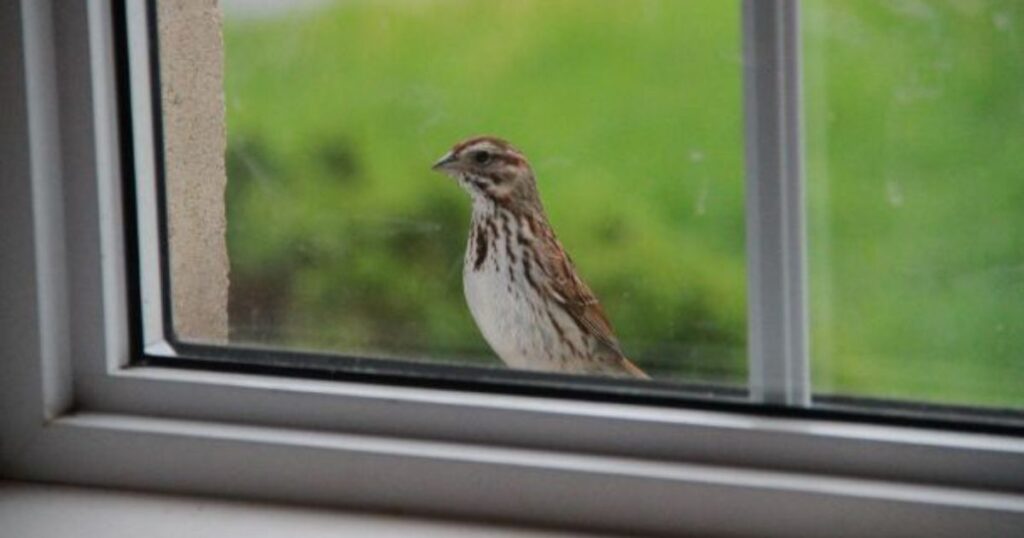 how to stop birds from flying into windows