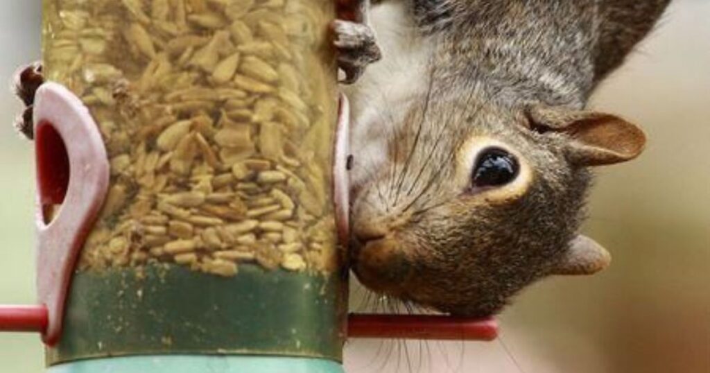 squirrel proof bird feeder pole