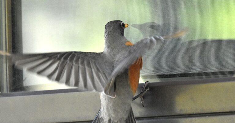 how to stop birds from flying into windows
