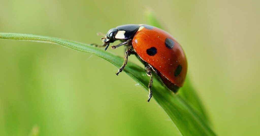 Ladybug Meaning and Symbolism