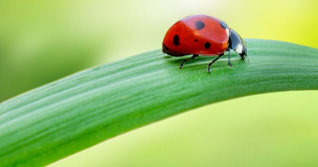 What Does a Ladybug Symbolize?