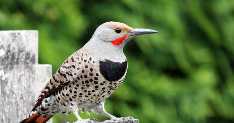 northern flicker bird