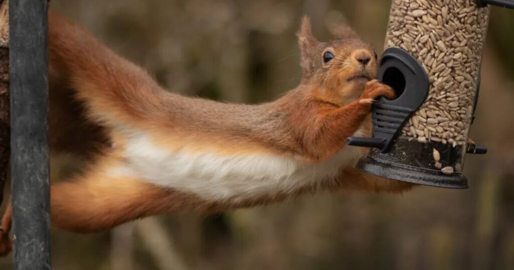 best squirrel proof bird feeder