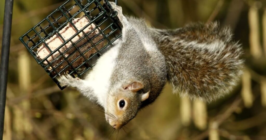 squirrel proof bird feeder