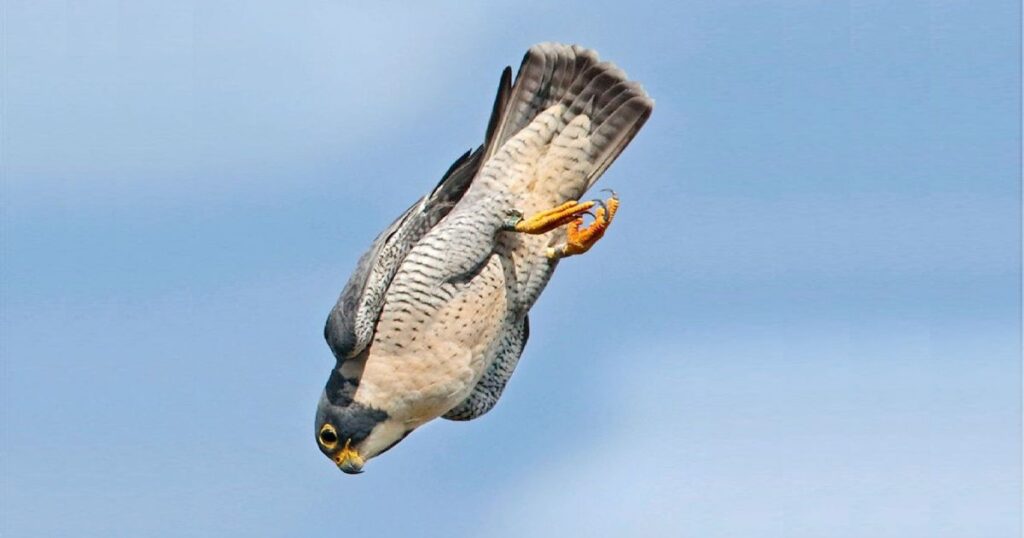 Meet the Fastest Bird on Earth