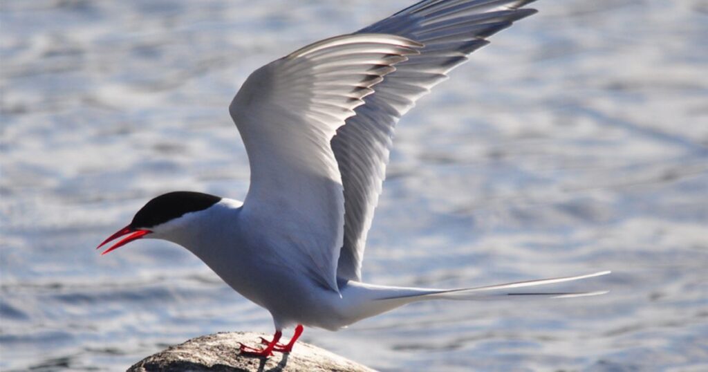 Arctic Tern