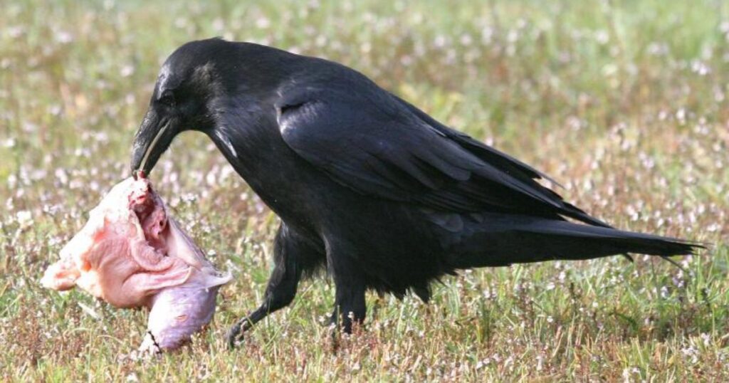 do crows hunt other birds
