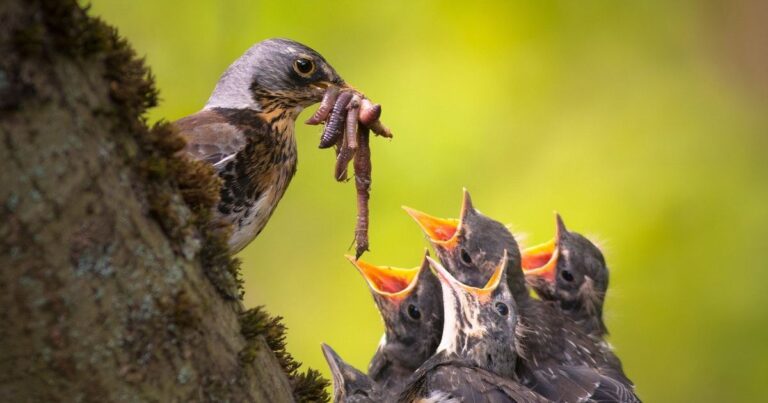 what can baby birds eat