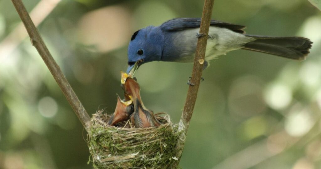 What do baby birds eat and drink?