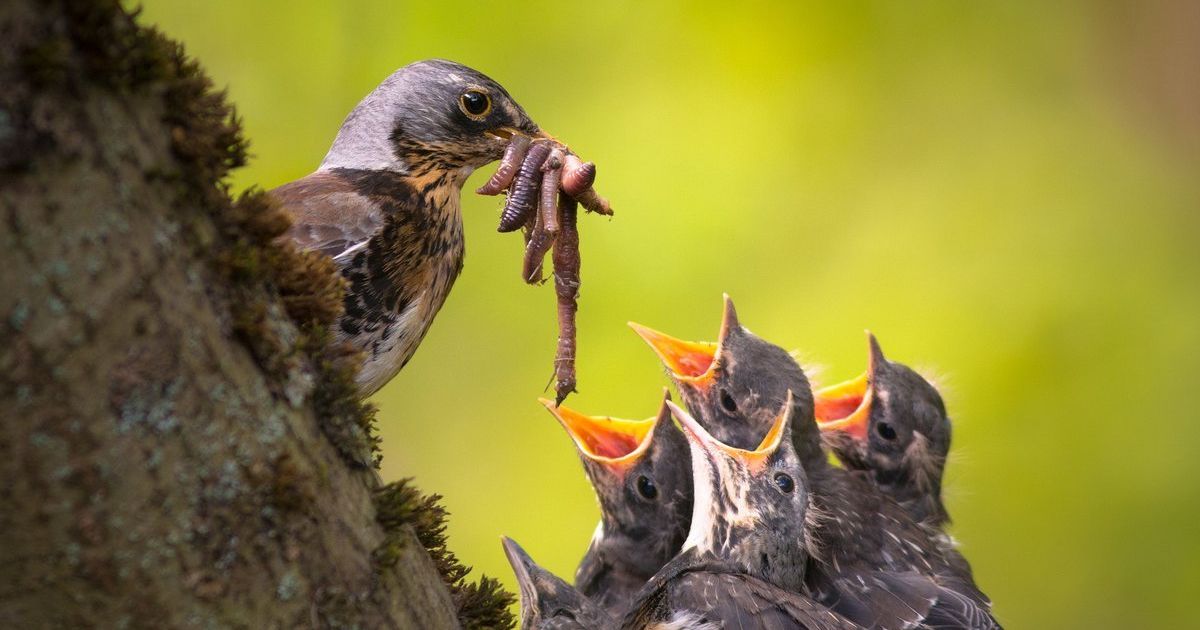 what can baby birds eat
