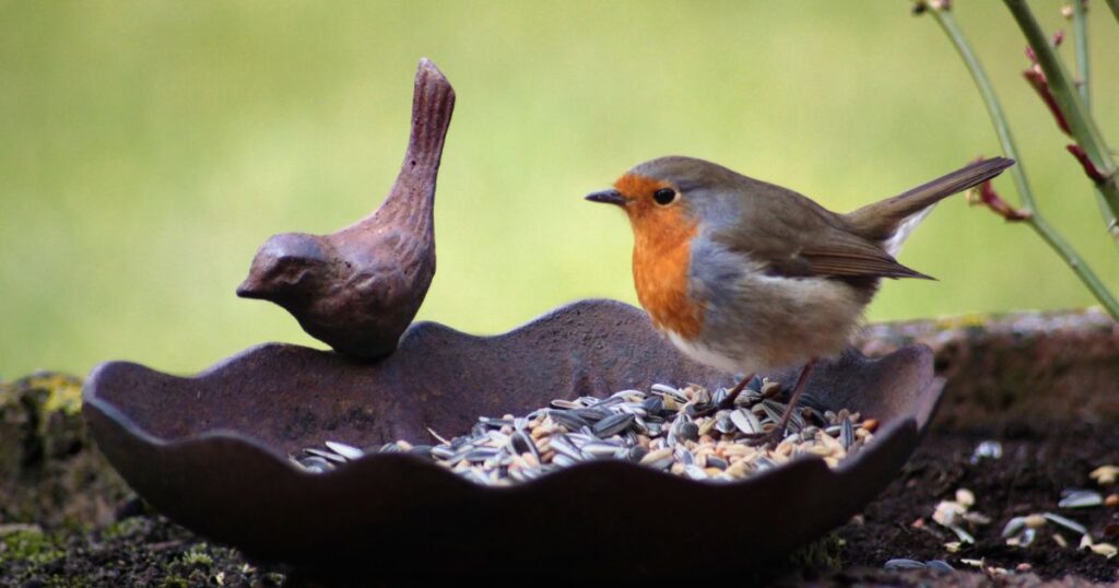 what to feed a bird