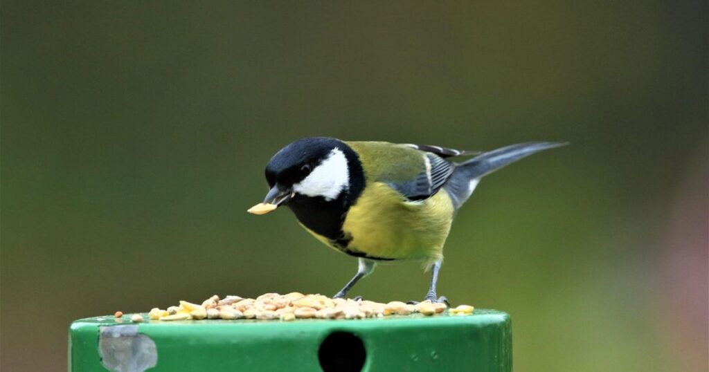 best bird seed