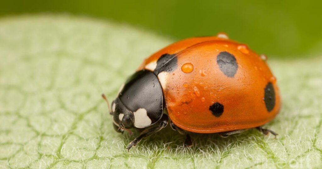 Yellow Ladybug Meaning