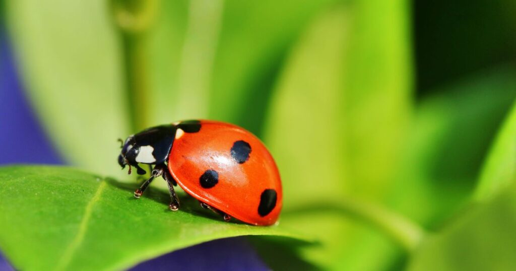 What Are Ladybugs a Sign Of?