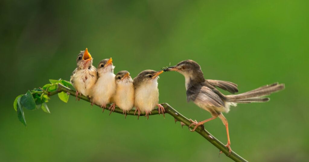 Do squirrels eat baby birds?
