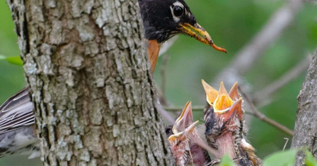 What insects can baby birds eat?