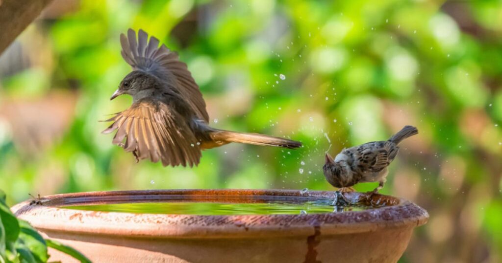 Are bird baths good for birds