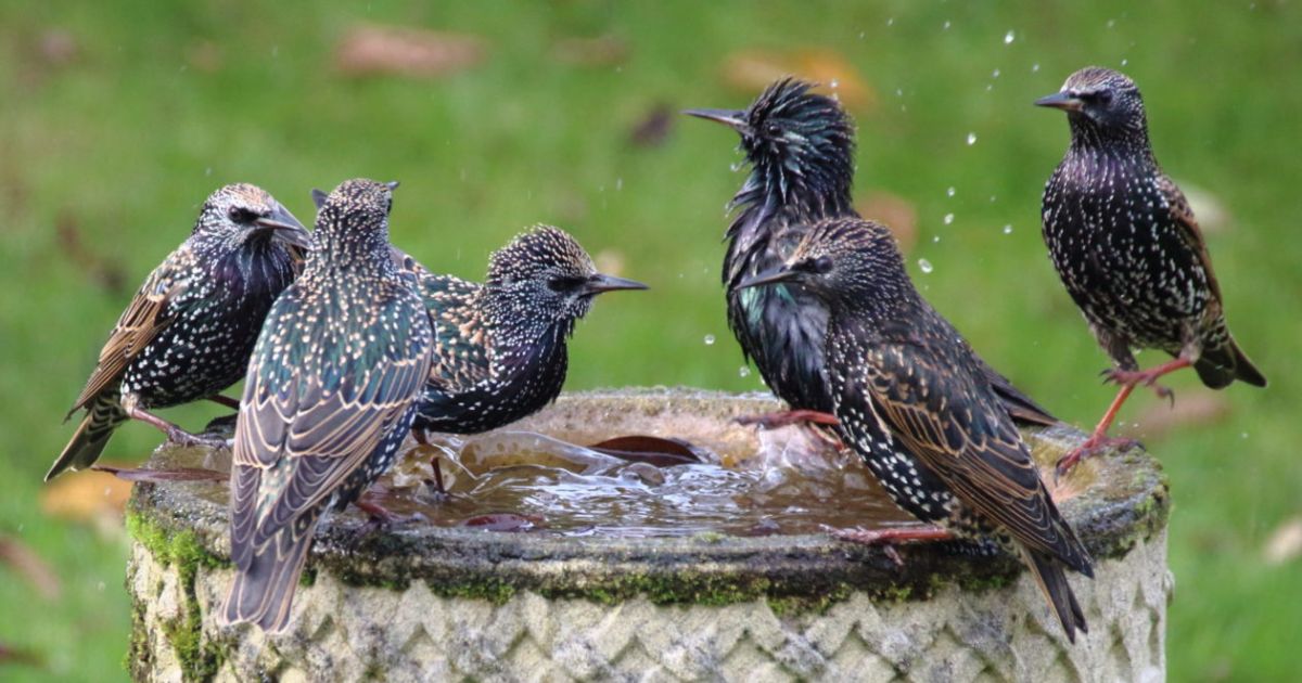 what is a bird bath