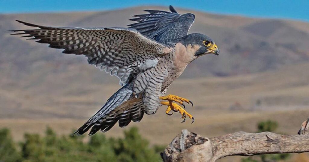 Fastest Birds in Level Flight