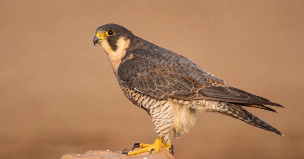 what is the fastest bird in the world