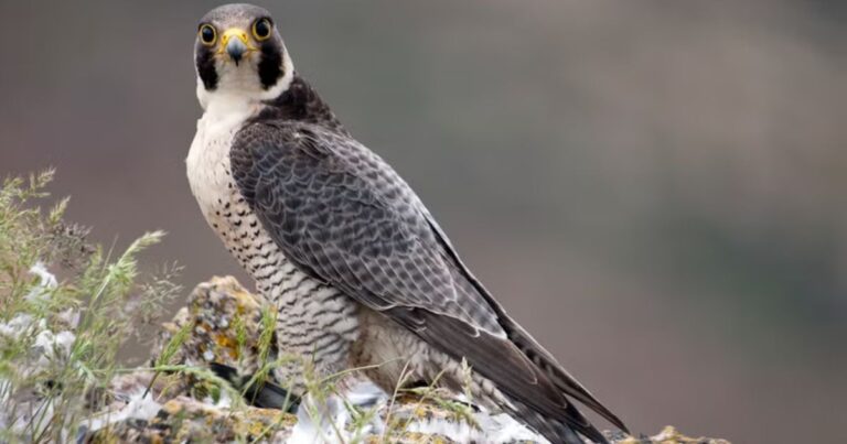 what is the fastest bird on earth