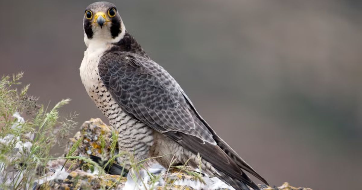 what is the fastest bird on earth