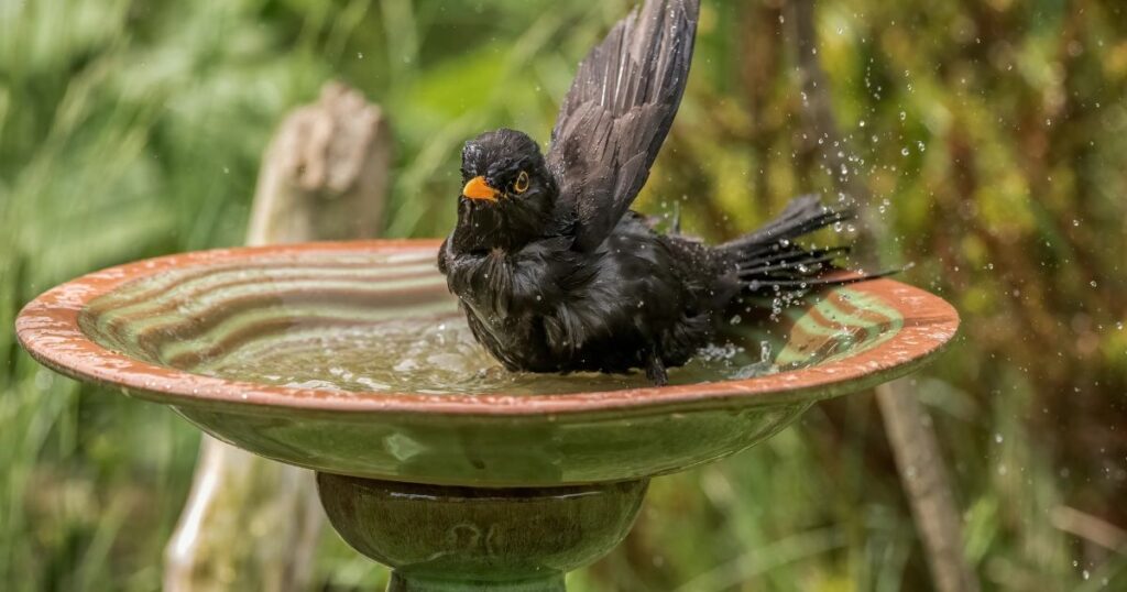 are bird baths a good idea