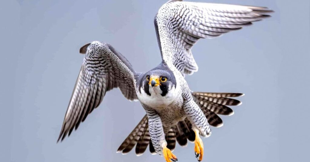 Peregrine Falcon