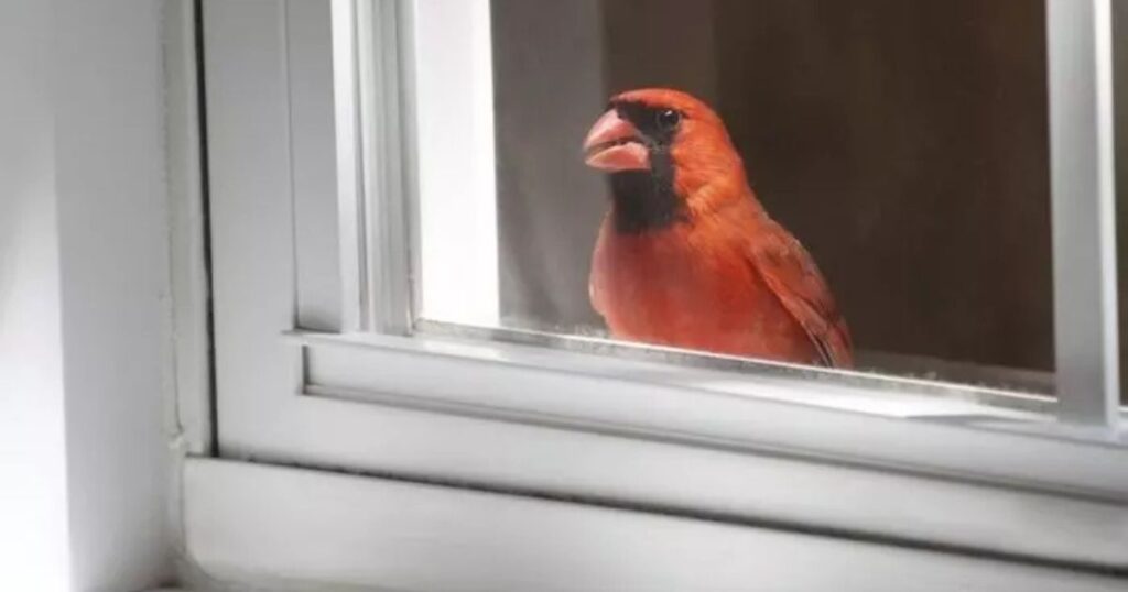 bird window collision prevention