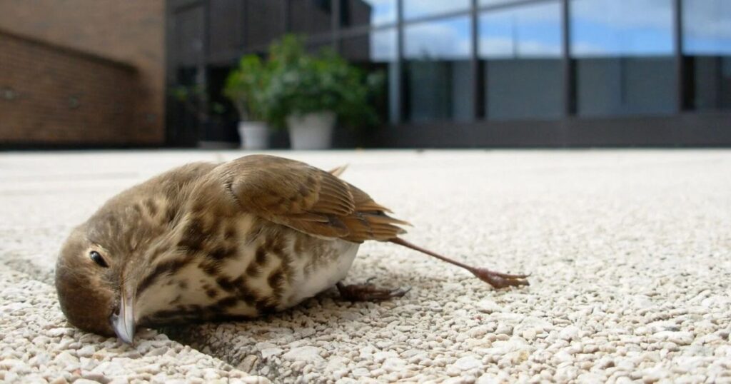 how to help window collision birds?