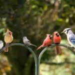 Billie Eilish – Birds of a Feather