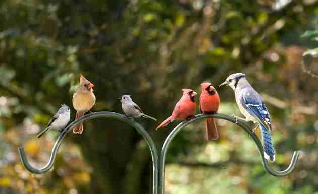 Billie Eilish – Birds of a Feather